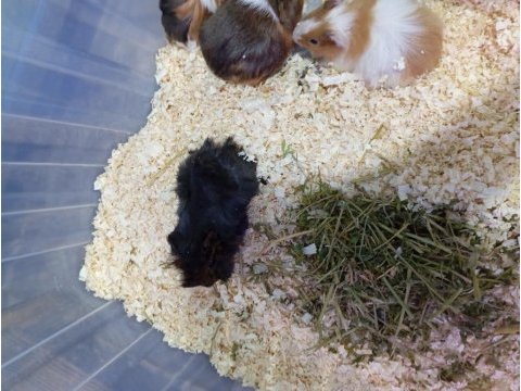 Yavru guinea pig