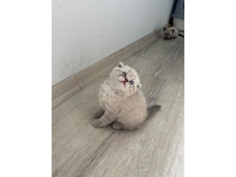 Birbirinden güzel scottish fold bebeklerimiz