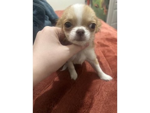 Orijinal chihuahua