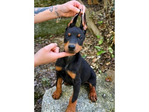 Safkan doberman yavrularımız