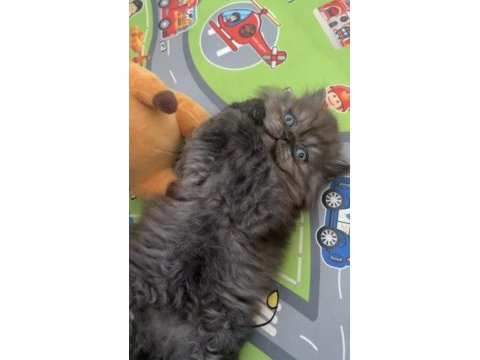 Chinchilla yavru kediler iki aylık
