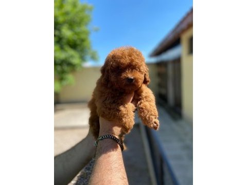 Fci şecereli toy poodle yavrular