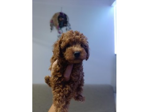 Kore ve toy poodle yavrularımız aileleri bekliyor