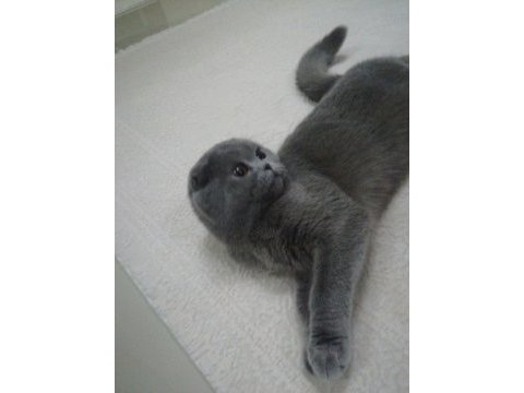 Scottish fold kedimize yeni yuva arıyoruz