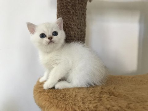 Mama karşılığında british shorthair kedimiz