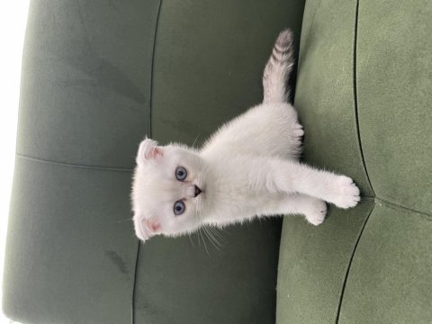Sahiplenilmeye hazır yavru kedi sağlıklı