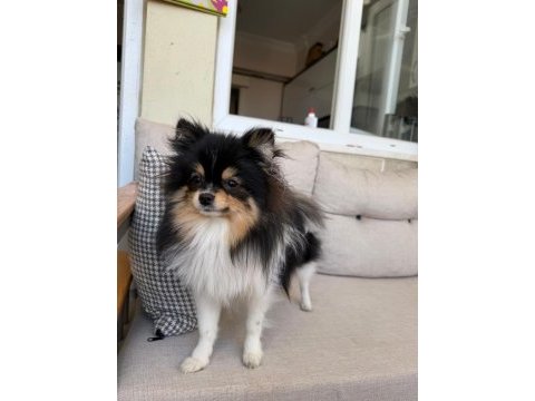 Tüm aşıları tam xxs pomeranian