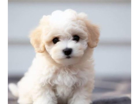 Yavru maltipoo yavrularımız