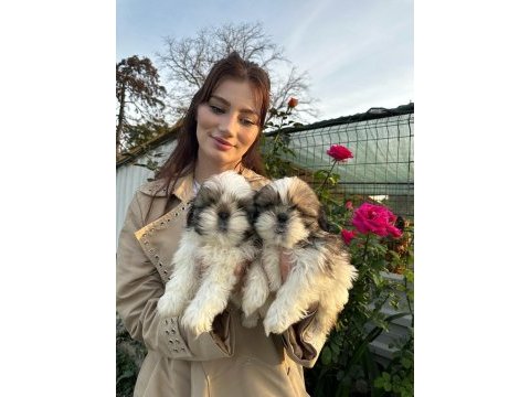 Çok sevimli shih-tzu