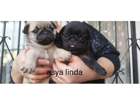 Pug mops bebekler