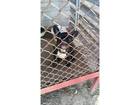 Yer sıkıntısı için köpeğimiz uyguna verilecektir