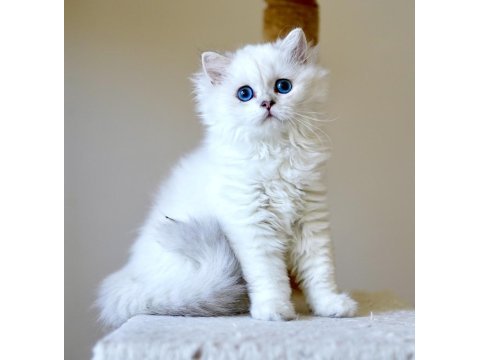 Anne baba şecereli british longhair