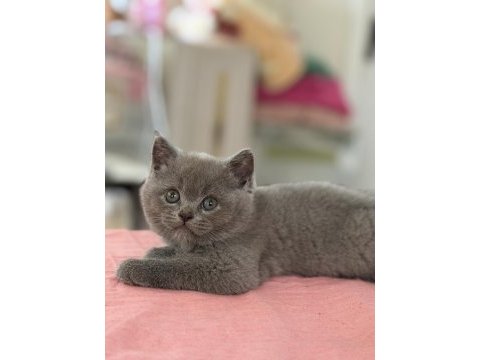 British safkan 55 günlük kedimiz