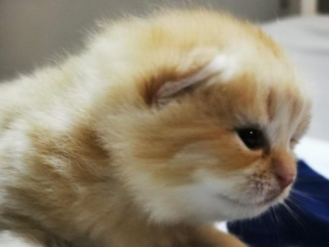 Golden shorthair erkek