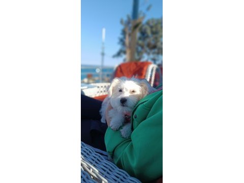 Akıl küpü tatlı terrier kızımız liaa