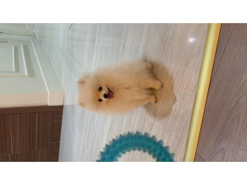 7 aylık sevimli pomeranian milky