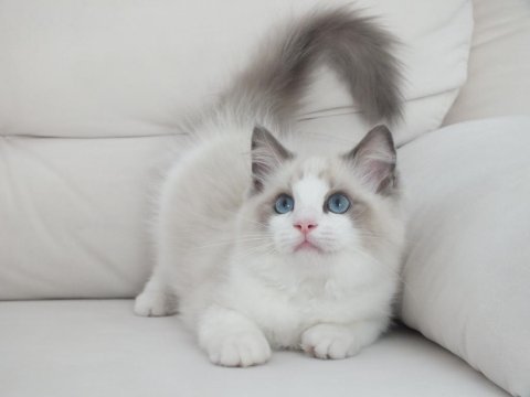 Ragdoll yavruları