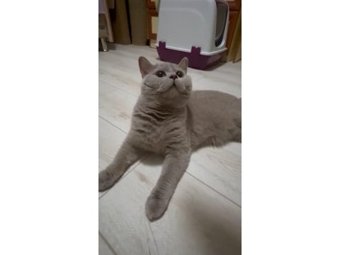 8 aylık safkan british shorthair lilac erkek
