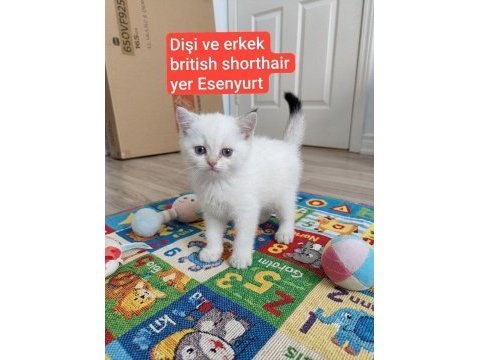 Evinizin yeni üyesi olacak minnoş kediler