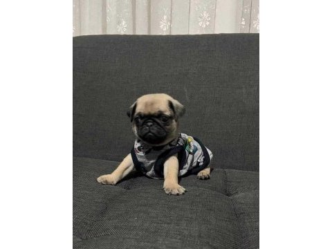 Safkan pug mops yavrular