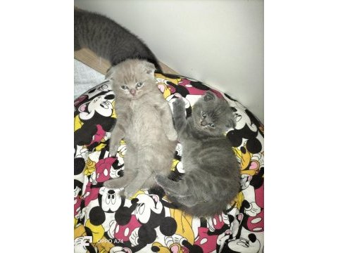 50 günlük scottish fold kediler