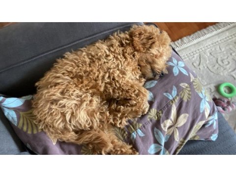 3 aylık dişi toy poodle uygun