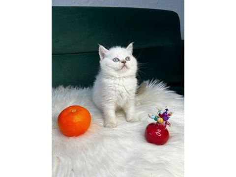 Teslime hazır bebkler