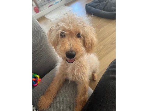 Şirin isimli 5.5 aylık maltipoo sahiplendirme