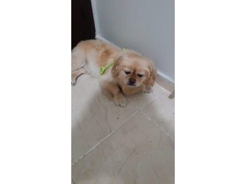 Pekinez köpeğimiz