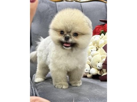Orange pomeranian boo