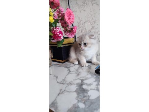 Scottish fold erkek