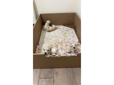 Orijinal ırk maltese terrier