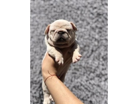 Secereli french bulldog yavrular
