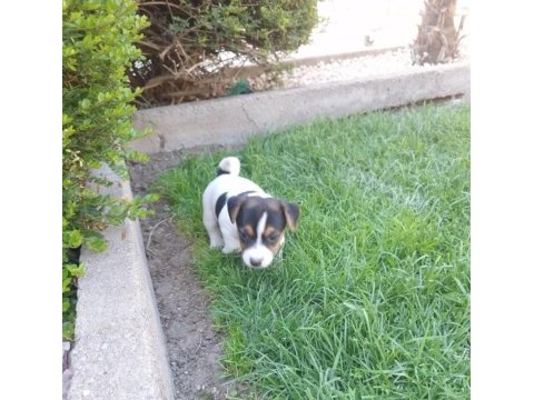 Jack russell kısa bacak bebekler