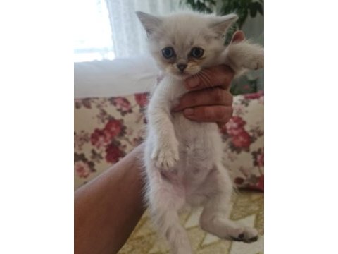 2 aylık blue point british longhair kedilerimiz