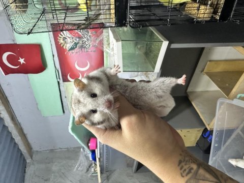 Yavru suriye hamster