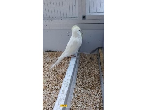 Cremio jumbo muhabbet kuşu