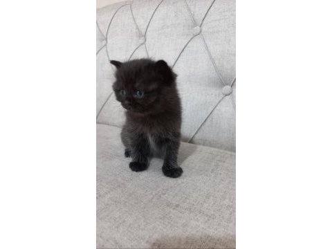Yavru british longhair
