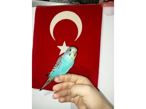 Yavru muhabbet kuşu