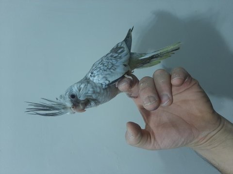 Sultan papağanı yavruları