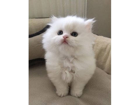 Tertemiz evimden 2 aylık erkek iran kedisi bebeğim
