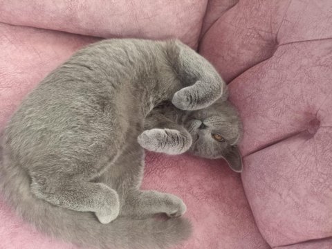 8 aylık british shorthair dişi