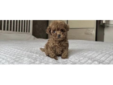 Toy poodle sağlıklı köpekler