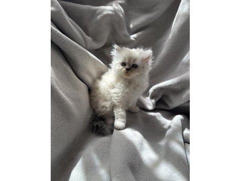 British longhair yavru kedim
