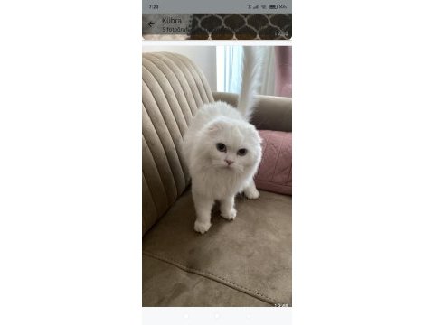 6 aylık erkek scottish fold