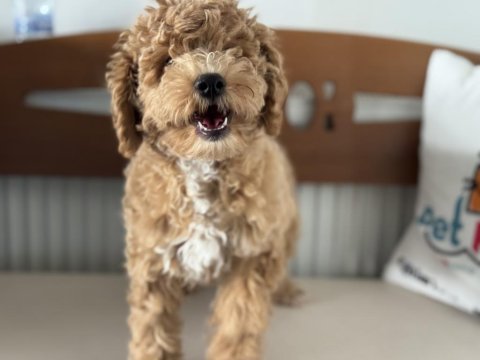 Petmode köpek çiftliğinde ziyarete açık maltipoo
