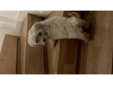 Yavru köpeğimi sahiplendirmek istiyorum maltipoo