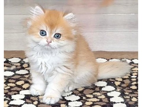 British golden