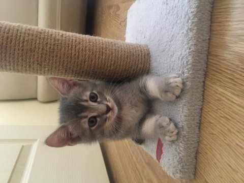 British shorthair cins kedimiz ücretli sahiplendirilecektir