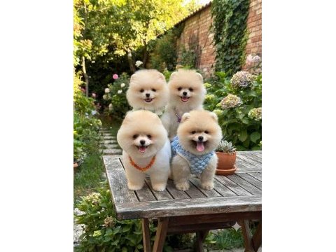 Irk ve sağlık garantili pomeranian boo